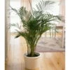 Goldfruchtpalme, Topf-Ø 32 Cm, Höhe Ca. 170 Cm -Madison Verkäufe 0220501634 Dypsis lutescens Areca