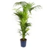 Kentiapalme, Topf-Ø 27 Cm, Höhe Ca. 180 Cm