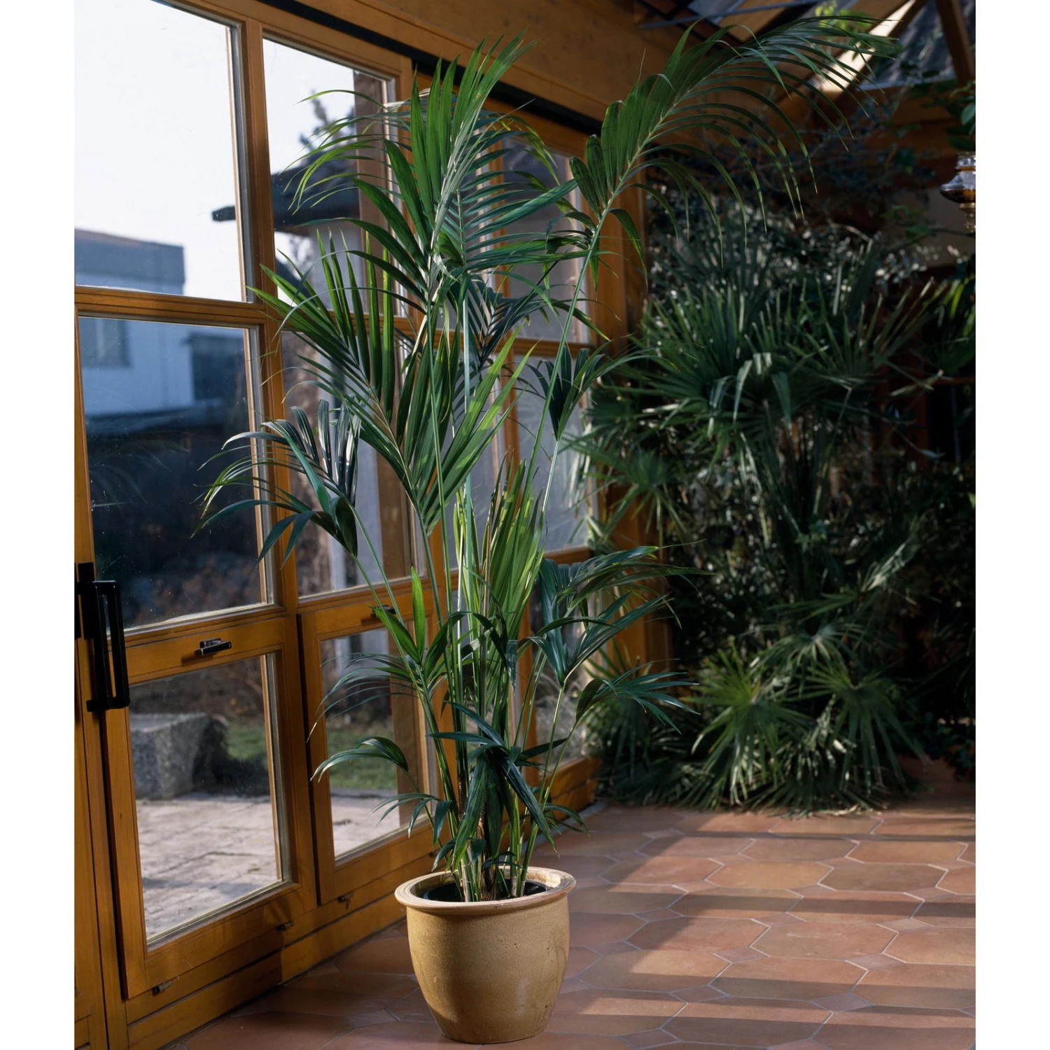 Kentiapalme, Topf-Ø 27 Cm, Höhe Ca. 180 Cm 4 Kentiapalme, Topf-Ø 27 Cm, Höhe Ca. 180 Cm – Bild 2