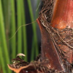 Fächerpalme, Topf-Ø 21 Cm, Höhe Ca. 85 Cm -Madison Verkäufe 0220502053 Washingtonia Robusta