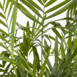 Bergpalme, Topf-Ø 19 Cm, Höhe Ca. 65 Cm -Madison Verkäufe 0220502108 Chamaedorea elegans