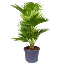 Livistona Rotundifolia, Topf-Ø 21 Cm, Höhe Ca. 60 Cm