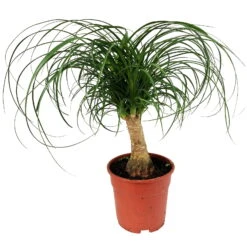 Elefantenfuß, Stamm, Topf-Ø 17 Cm, Höhe Ca. 30-50 Cm -Madison Verkäufe 0220550359 Beaucarnea rec auf Stamm