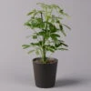 Strahlenaralie 'Nora' Inkl. Übertopf Dallas Anthrazit, Topf 13 Cm Ø -Madison Verkäufe 0220550537 Schefflera Nora im Topf Dallas anthra 1