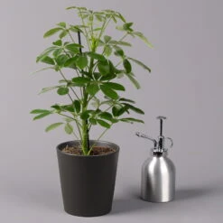 Strahlenaralie 'Nora' Inkl. Übertopf Dallas Anthrazit, Topf 13 Cm Ø -Madison Verkäufe 0220550537 Schefflera Nora im Topf Dallas anthra 3