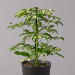 Strahlenaralie 'Gerda' In Keramiktopf Anthrazit, Topf 13cmØ, Höhe 55cm, 3er-Set -Madison Verkäufe 0220550541 Schefflera Gerda im Topf Dallas anthr 2