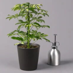 Strahlenaralie 'Gerda' In Keramiktopf Anthrazit, Topf 13cmØ, Höhe 55cm, 3er-Set -Madison Verkäufe 0220550541 Schefflera Gerda im Topf Dallas anthr 3