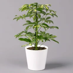 Strahlenaralie 'Gerda' Inkl. Keramiktopf Dallas Weiß, Topf 13 Cm Ø