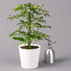 Strahlenaralie 'Gerda' Inkl. Keramiktopf Dallas Weiß, Topf 13 Cm Ø 11 Strahlenaralie 'Gerda' Inkl. Keramiktopf Dallas Weiß, Topf 13 Cm Ø -Madison Verkäufe 0220550543 Schefflera Gerda im Topf Dallas weiss 3