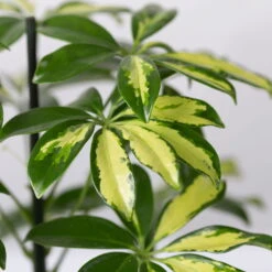 Strahlenaralie 'Gerda' Inkl. Keramiktopf Dallas Weiß, Topf 13 Cm Ø 12 Strahlenaralie 'Gerda' Inkl. Keramiktopf Dallas Weiß, Topf 13 Cm Ø -Madison Verkäufe 0220550543 Schefflera Gerda im Topf Dallas weiss 4