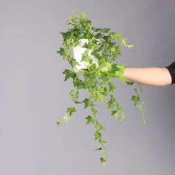 Hedera Helix In Keramiktopf Dallas Weiß, Topf-Ø 12/13 Cm -Madison Verkäufe 0220650241 Hedera gruen Elja in Topf Dallas weiss 4 1