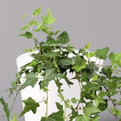 Hedera Helix In Keramiktopf Dallas Weiß, Topf-Ø 12/13 Cm -Madison Verkäufe 0220650241 Hedera gruen in Topf Dallas weiss 2