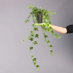 Efeu Inkl. Keramiktopf Dallas Anthrazit Topf-Ø 12/13 Cm, 3er-Set -Madison Verkäufe 0220650250 Hedera gruen Elja in Topf Dallas anth 4