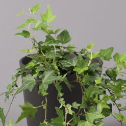 Efeu Inkl. Keramiktopf Dallas Anthrazit Topf-Ø 12/13 Cm, 3er-Set -Madison Verkäufe 0220650250 Hedera gruen in Topf Dallas anthrazit 2