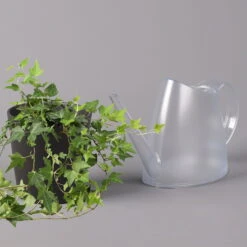 Efeu Inkl. Keramiktopf Dallas Anthrazit Topf-Ø 12/13 Cm, 3er-Set -Madison Verkäufe 0220650250 Hedera gruen in Topf Dallas anthrazit 3