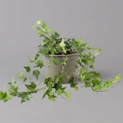 Efeu, Topf-Ø 12/13 Cm, 3er-Set -Madison Verkäufe 0220650276 Hedera gruen T12 13 3er Set 1 123949