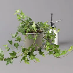 Efeu, Topf-Ø 12/13 Cm, 3er-Set -Madison Verkäufe 0220650276 Hedera gruen T12 13 3er Set 2 123948