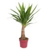 Palmlilie 'Maya Tree', Topf-Ø 21 Cm, Höhe Ca. 90 Cm -Madison Verkäufe 0220850012 Yucca eleph Maya Tree 21cm Topf Hoehe 90cm