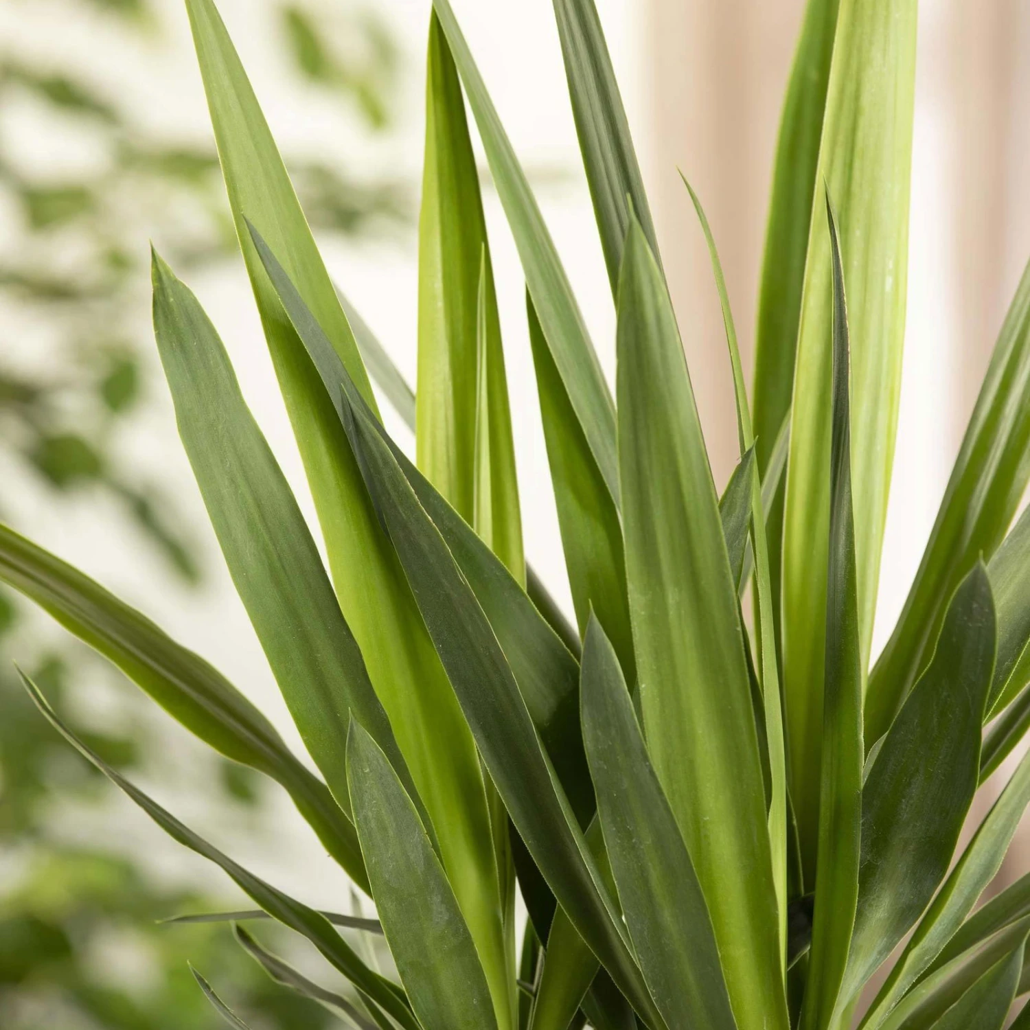 Palmlilie, Topf-Ø 17 Cm, Höhe Ca. 60-80 Cm 5 Palmlilie, Topf-Ø 17 Cm, Höhe Ca. 60-80 Cm – Bild 3