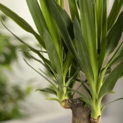 Palmlilie, Topf-Ø 27 Cm, Höhe Ca. 160 Cm -Madison Verkäufe 0220850207 Yucca eleph Yucca 3er Tuff1 1