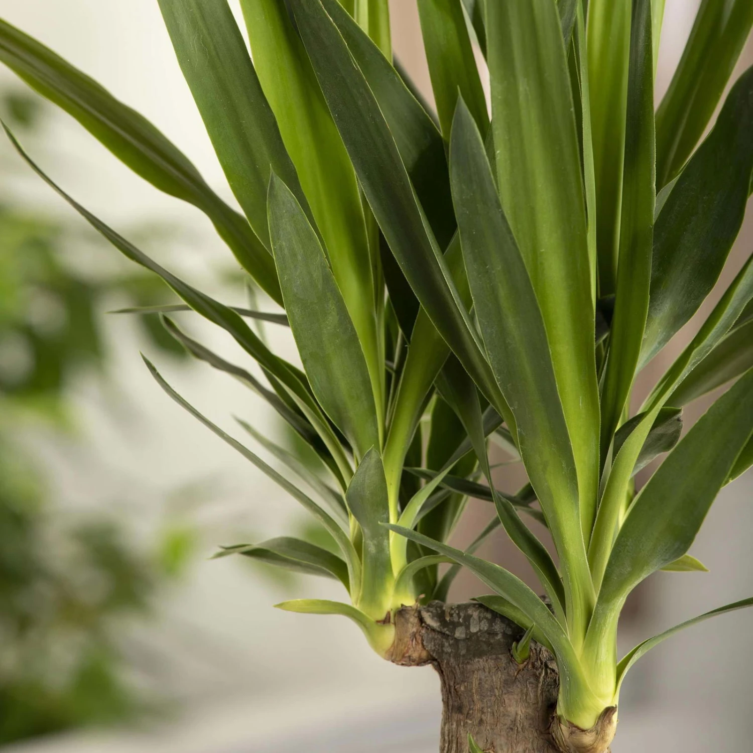 Palmlilie, Topf-Ø 17 Cm, Höhe Ca. 60-80 Cm 6 Palmlilie, Topf-Ø 17 Cm, Höhe Ca. 60-80 Cm – Bild 4