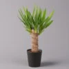 Palmlilie, Topf-Ø 11/12cm, Mit Keramiktopf Dallas Anthrazit, Höhe Ca. 40-45cm -Madison Verkäufe 0220850248 Yucca elephantipes Topf Dallas anthrazit 1