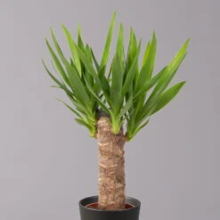 Palmlilie Mit Keramiktopf Dallas, Höhe Ca. 40-45cm, Topf-Ø 11/12cm, 3er-Set -Madison Verkäufe 0220850248 Yucca elephantipes Topf Dallas anthrazit 2 1