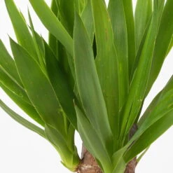 Palmlilie Mit Keramiktopf Dallas, Höhe Ca. 40-45cm, Topf-Ø 11/12cm, 3er-Set -Madison Verkäufe 0220850248 Yucca elephantipes Topf Dallas anthrazit 4 1