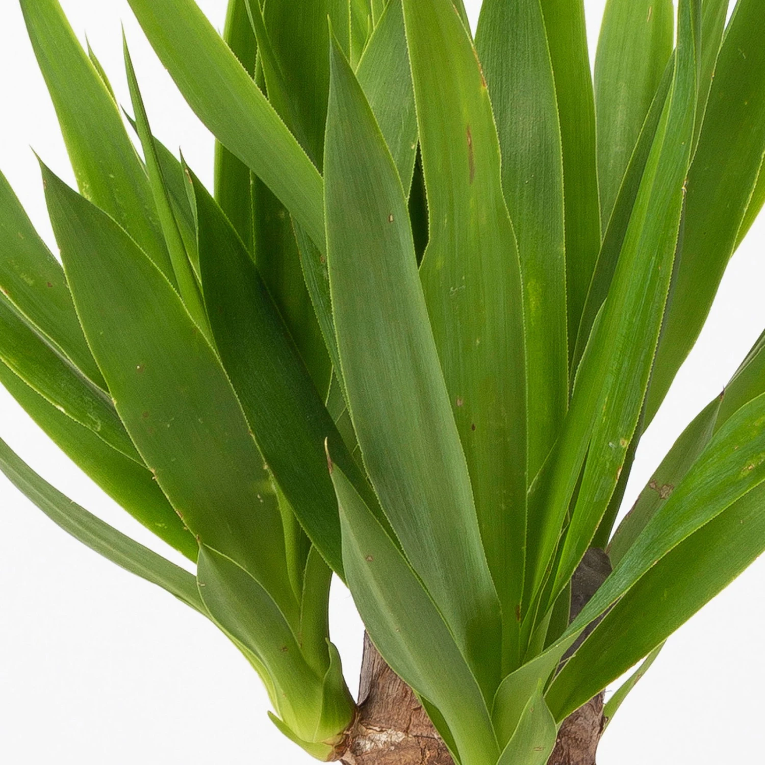 Palmlilie, Topf-Ø 11/12cm, Mit Keramiktopf Dallas Anthrazit, Höhe Ca. 40-45cm 6 Palmlilie, Topf-Ø 11/12cm, Mit Keramiktopf Dallas Anthrazit, Höhe Ca. 40-45cm – Bild 4