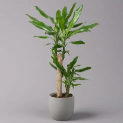 Duftender Drachenbaum 'Steudneri', Topf-Ø 17 Cm, Höhe Ca. 80 Cm