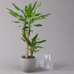 Duftender Drachenbaum 'Steudneri', Topf-Ø 17 Cm, Höhe Ca. 80 Cm -Madison Verkäufe 0221100011 Dracaena frag Steudneri 17cm 3