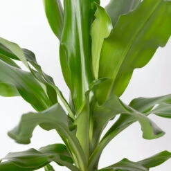 Duftender Drachenbaum 'Steudneri', Topf-Ø 17 Cm, Höhe Ca. 80 Cm -Madison Verkäufe 0221100011 Dracaena frag Steudneri 8