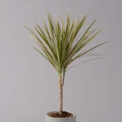 Drachenbaum 'Bicolor', Topf-Ø 13 Cm, 3er-Set -Madison Verkäufe 0221100105 Dracaena marg Bicolor 3er Set 13cm 22