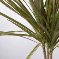 Drachenbaum 'Bicolor', Topf-Ø 13 Cm, 3er-Set -Madison Verkäufe 0221100105 Dracaena marg Bicolor 3er Set 13cm 42