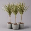 Drachenbaum 'Bicolor', Topf-Ø 13 Cm, 3er-Set 1 Drachenbaum 'Bicolor', Topf-Ø 13 Cm, 3er-Set -Madison Verkäufe 0221100105 Dracaena marg Bicolor 3er Set 13cm2