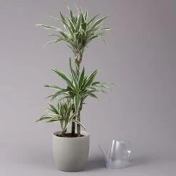 Duftender Drachenbaum 'White Stripe', Topf-Ø 21 Cm, Höhe Ca. 120 Cm -Madison Verkäufe 0221300014 Dracaena der White Stripe 21cm 3