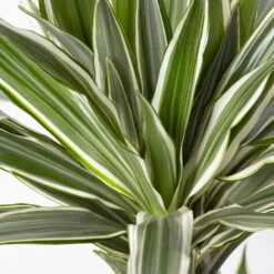 Duftender Drachenbaum 'White Stripe', Topf-Ø 21 Cm, Höhe Ca. 120 Cm -Madison Verkäufe 0221300014 Dracaena der White Stripe 21cm 4