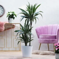 Duftender Drachenbaum 'White Stripe', Topf-Ø 21 Cm, Höhe Ca. 120 Cm -Madison Verkäufe 0221300014 Dracaena der White Stripe