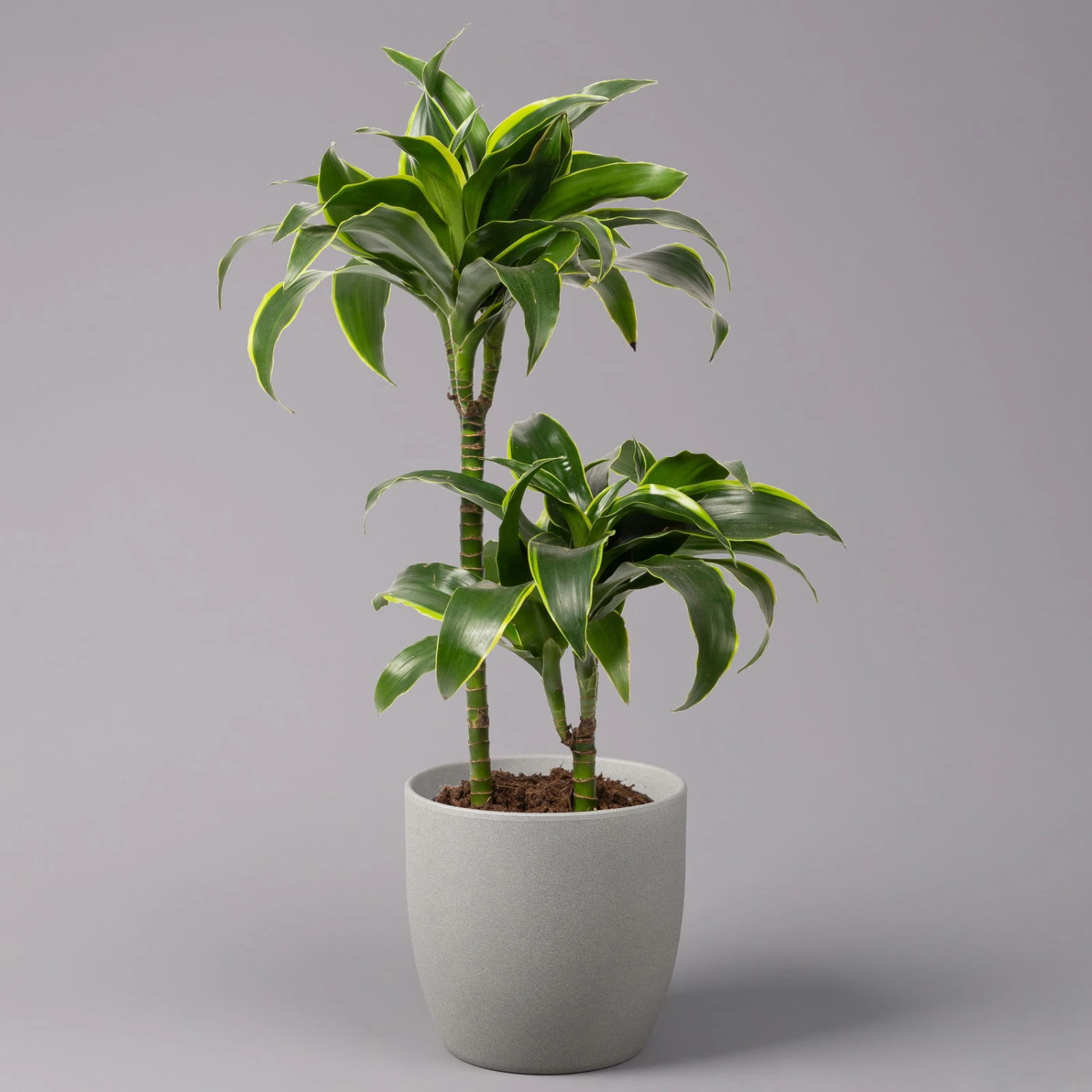 Duftender Drachenbaum 'Dorado', Topf-Ø 19 Cm 3 Duftender Drachenbaum 'Dorado', Topf-Ø 19 Cm