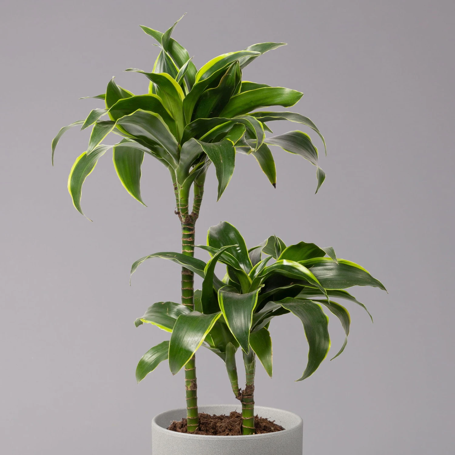 Duftender Drachenbaum 'Dorado', Topf-Ø 19 Cm 4 Duftender Drachenbaum 'Dorado', Topf-Ø 19 Cm – Bild 2