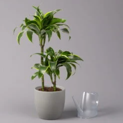 Duftender Drachenbaum 'Dorado', Topf-Ø 19 Cm 10 Duftender Drachenbaum 'Dorado', Topf-Ø 19 Cm -Madison Verkäufe 0221300023 Dracaena frag Dorado 2er Tuff 19cm 3