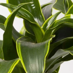 Duftender Drachenbaum 'Dorado', Topf-Ø 19 Cm 11 Duftender Drachenbaum 'Dorado', Topf-Ø 19 Cm -Madison Verkäufe 0221300023 Dracaena frag Dorado 2er Tuff 19cm 4