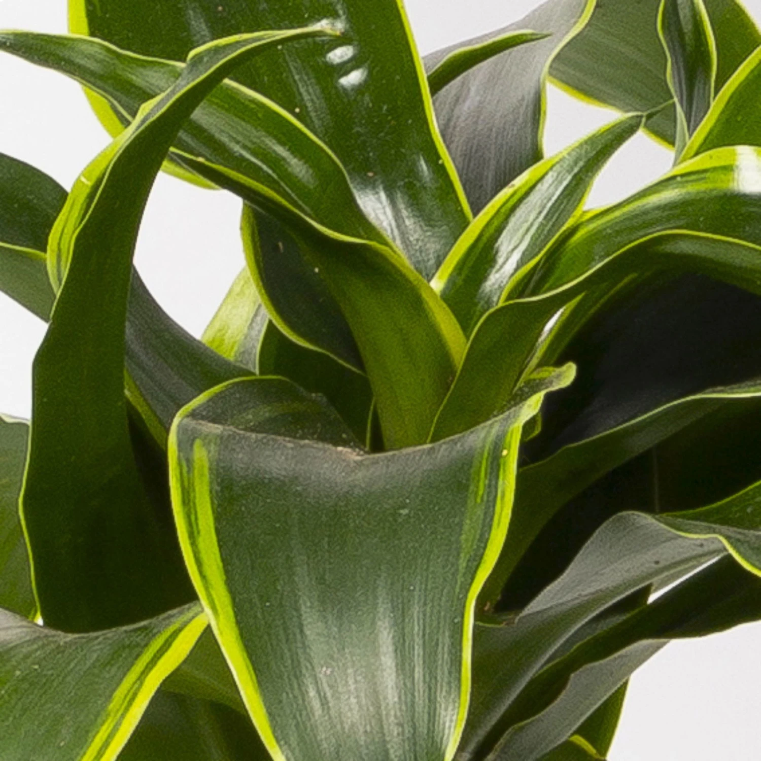 Duftender Drachenbaum 'Dorado', Topf-Ø 19 Cm 6 Duftender Drachenbaum 'Dorado', Topf-Ø 19 Cm – Bild 4