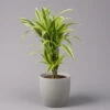 Duftender Drachenbaum 'Lemon Lime', Topf-Ø 21 Cm, Verzweigt, Höhe Ca. 70 Cm -Madison Verkäufe 0221300035 Dracaena fragr Lemon Lime verzweigt 21cm 1