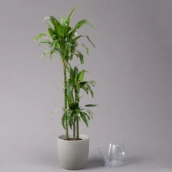 Duftender Drachenbaum 'Janet Craig', Topf-Ø 24 Cm, , Höhe Ca. 150 Cm 10 Duftender Drachenbaum 'Janet Craig', Topf-Ø 24 Cm, , Höhe Ca. 150 Cm -Madison Verkäufe 0221400005 Dracaena frag Janet Craig 24cm 3