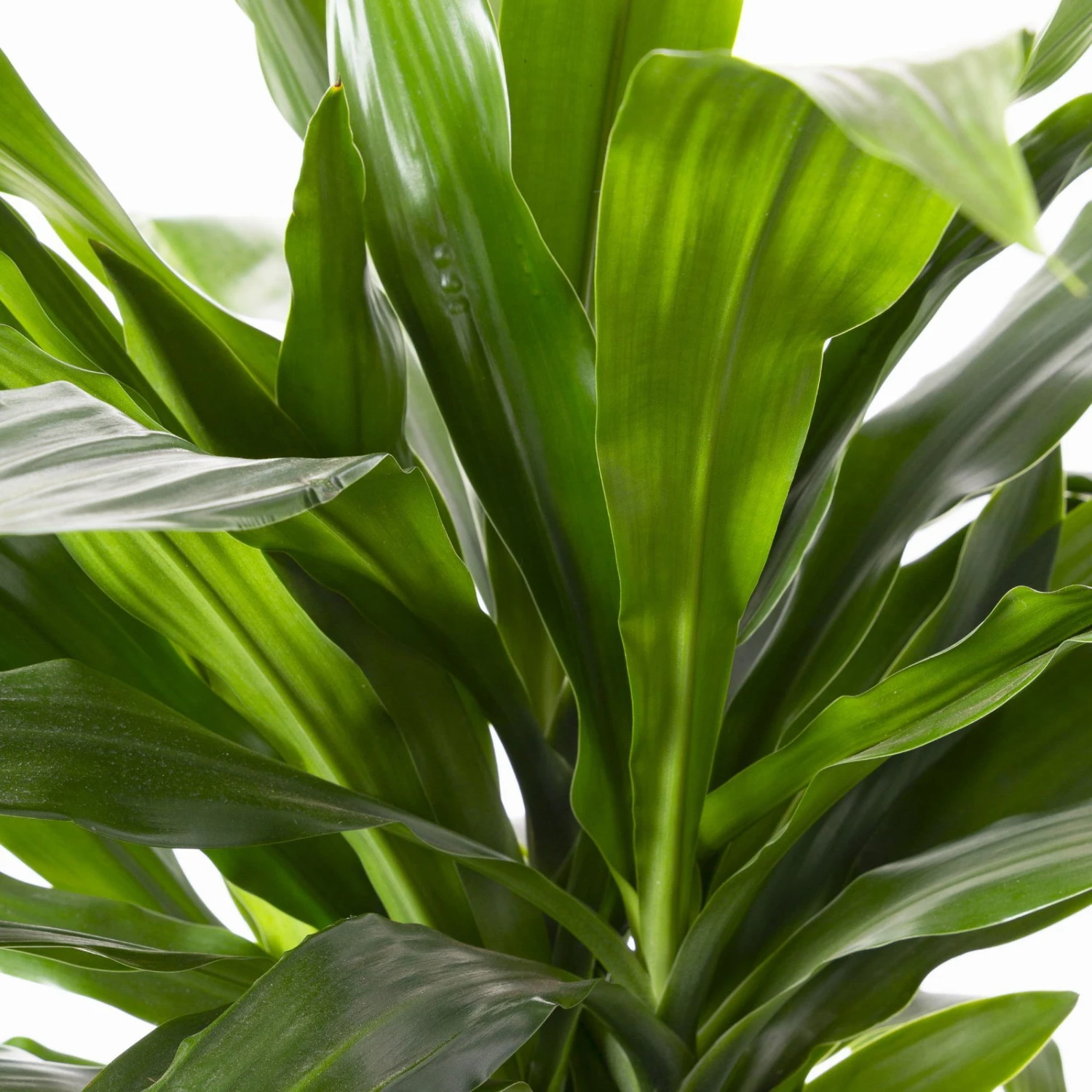 Duftender Drachenbaum 'Janet Craig', Topf-Ø 24 Cm, , Höhe Ca. 150 Cm 6 Duftender Drachenbaum 'Janet Craig', Topf-Ø 24 Cm, , Höhe Ca. 150 Cm – Bild 4