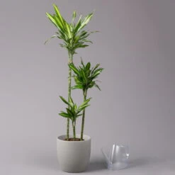 Duftender Drachenbaum 'Cintho', Topf-Ø 24 Cm, Höhe Ca. 150 Cm -Madison Verkäufe 0221400008 Dracaena frag Cintho 24cm 3