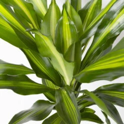 Duftender Drachenbaum 'Cintho', Topf-Ø 24 Cm, Höhe Ca. 150 Cm -Madison Verkäufe 0221400008 Dracaena frag Cintho 24cm 4