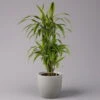 Duftender Drachenbaum 'Lemon Lime', Verzweigt, Topf-Ø 24 Cm, Höhe Ca. 80 Cm -Madison Verkäufe 0221400010 Dracaena Deremensis Lemon Lime Busch 24cm 1