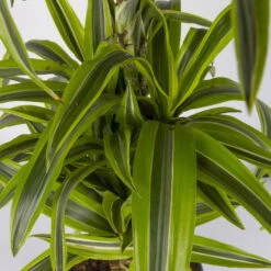 Duftender Drachenbaum 'Lemon Lime', Verzweigt, Topf-Ø 24 Cm, Höhe Ca. 80 Cm -Madison Verkäufe 0221400010 Dracaena Deremensis Lemon Lime Busch 24cm 4